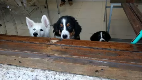 Galerinha