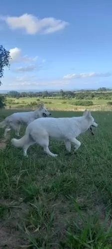 Galerinha