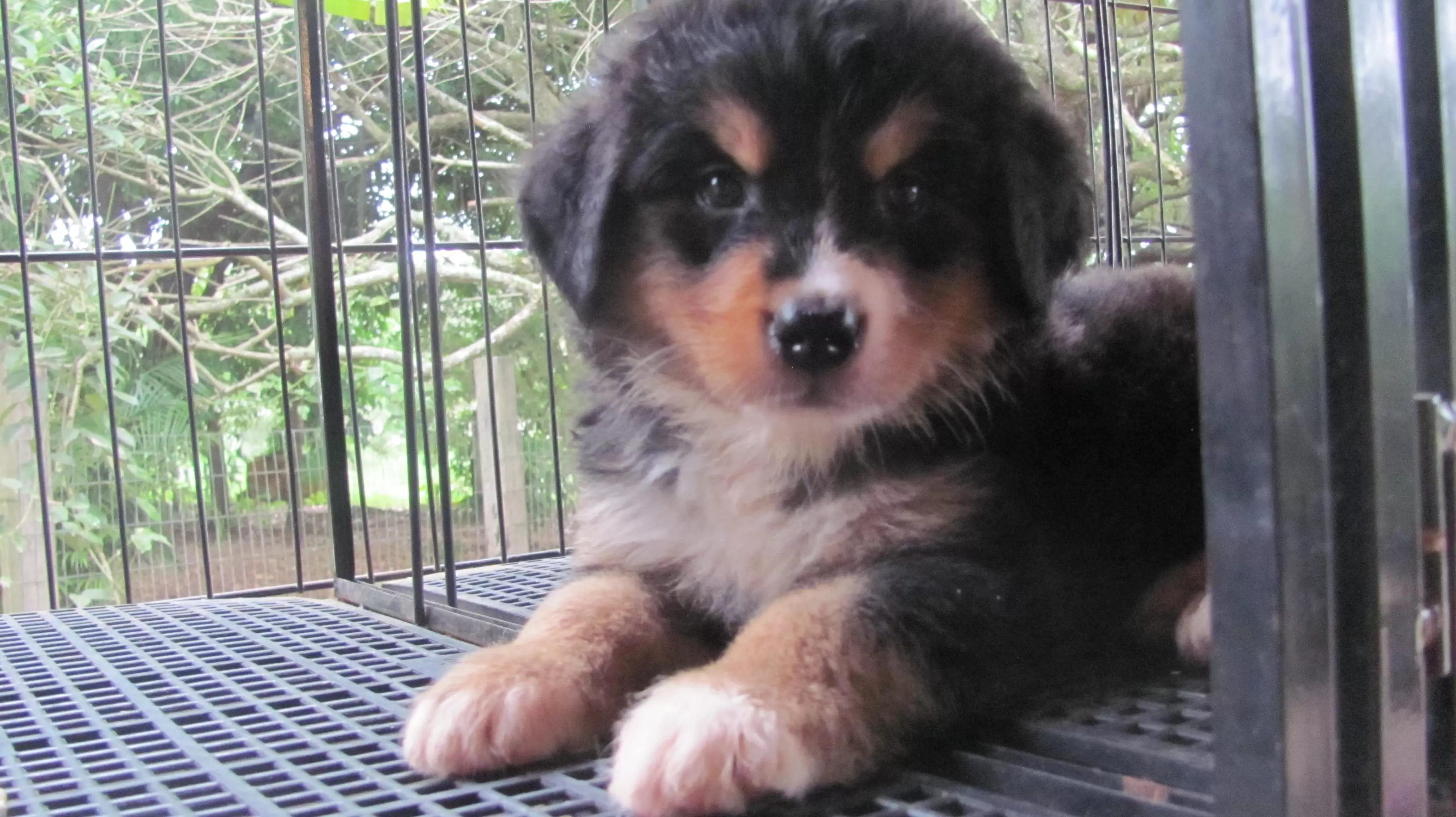   Fêmea3 (Disponível)