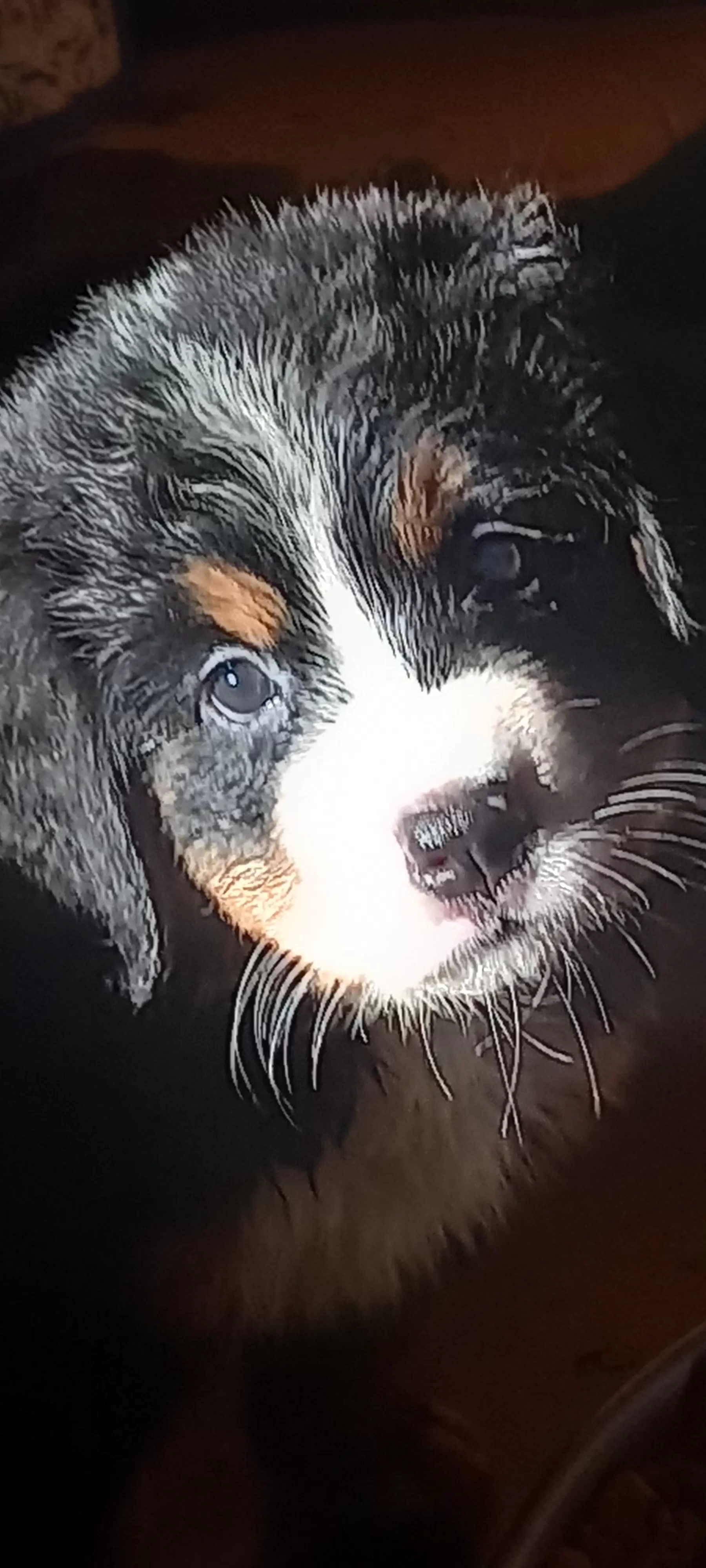 Macho1 (Disponível)