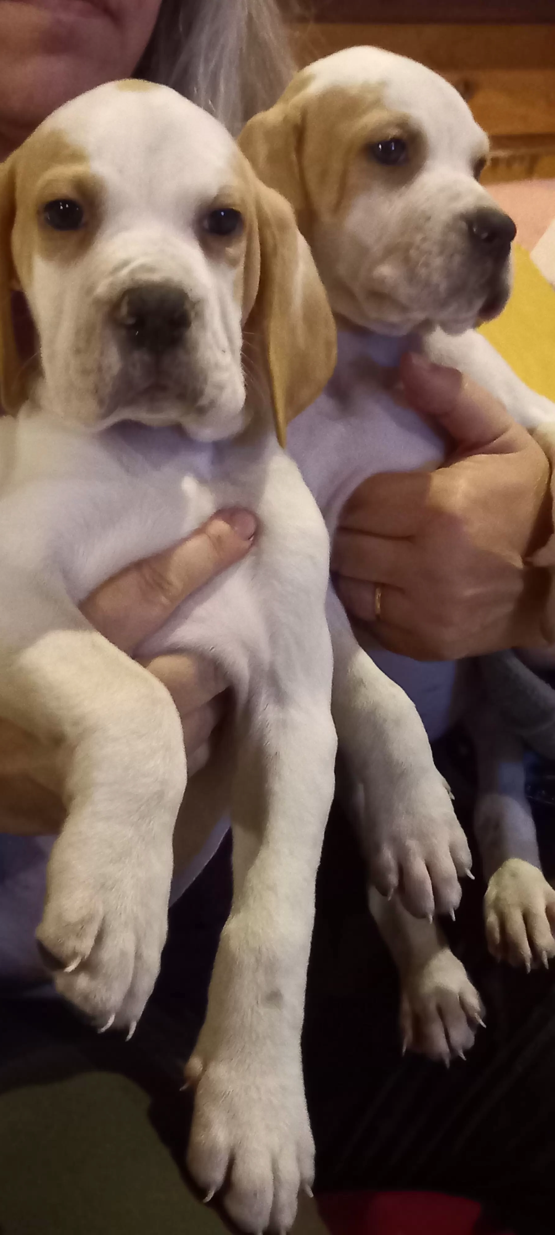 Ninhada anterior, de Mutum&Rita.
