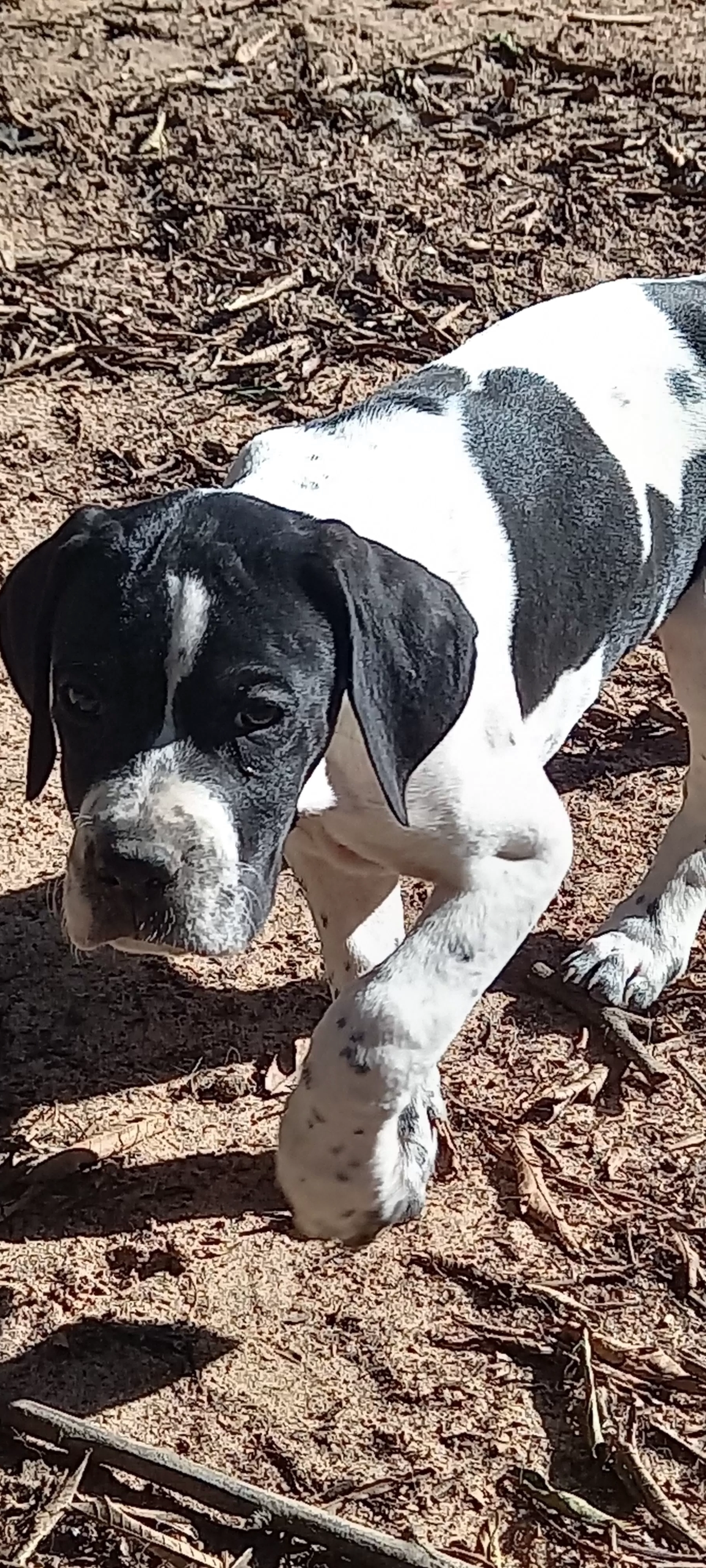 Ninhada anterior, de Mutum&Rita.