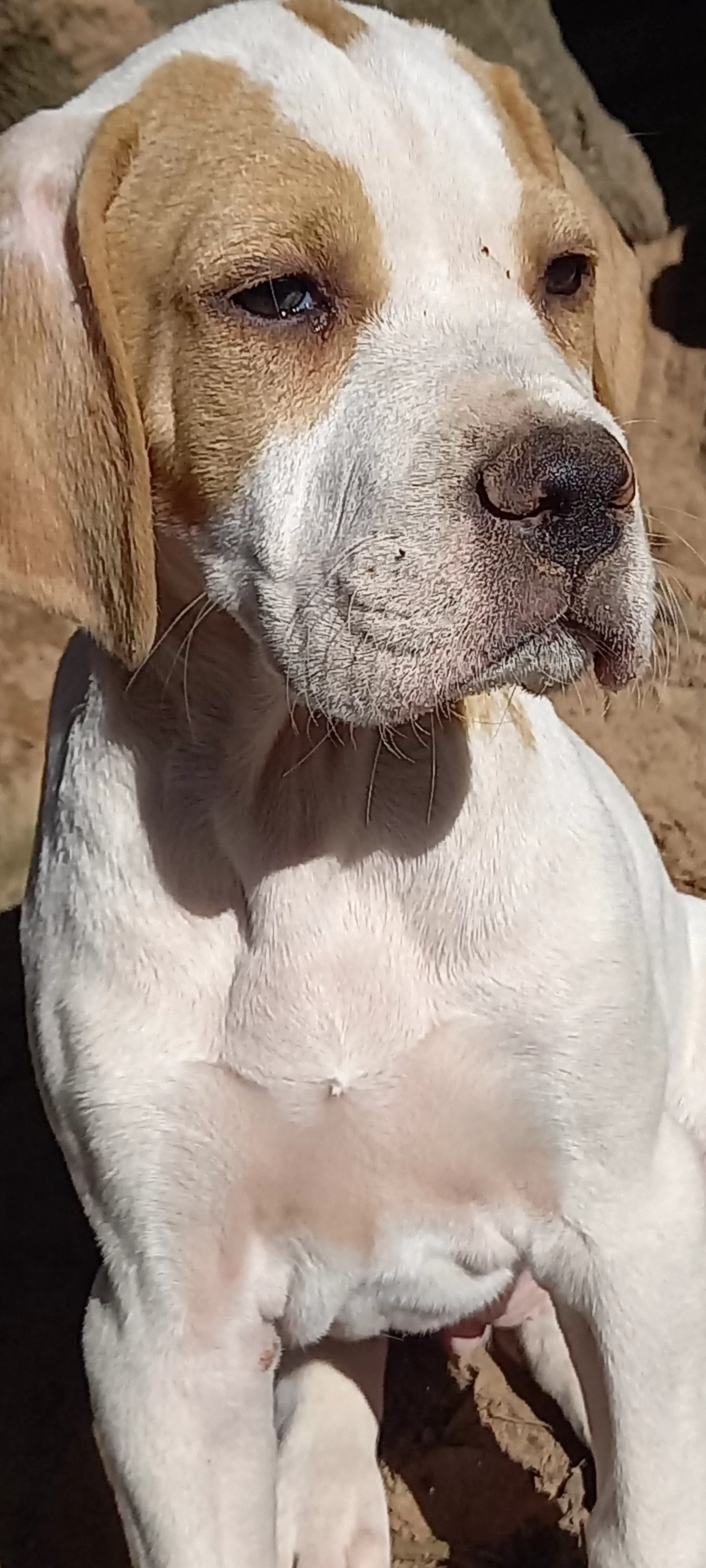 Ninhada anterior, de Mutum&Rita.