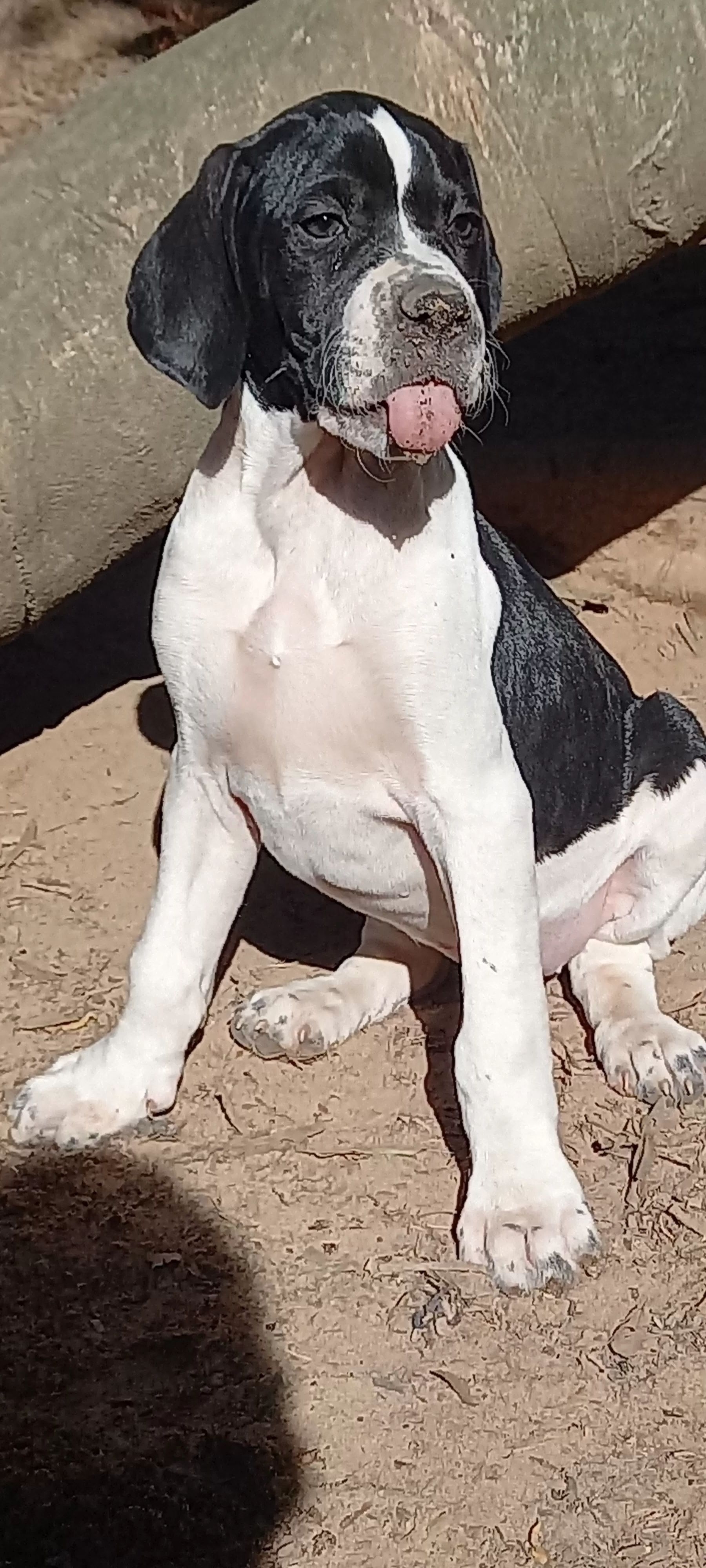 Ninhada anterior, de Mutum&Rita.